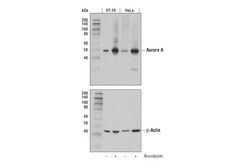 Cell Signaling Technology Aurora A D3V7T XPR Rabbit