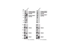 Cell Signaling Technology&nbsp;Phospho-HDAC4 Ser246/HDAC5