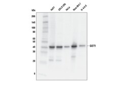 Cell Signaling Technology&nbsp;GOT1 E4A4O Rabbit mAb 100 ul
