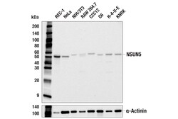 Cell Signaling Technology&nbsp;NSUN5 E5N7R Rabbit mAb 100 u