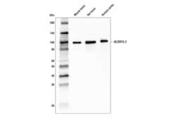 Cell Signaling Technology&nbsp;ALDH1L1 E7D7G Rabbit mAb 100