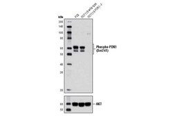 Cell Signaling Technology&nbsp;Phospho-PDK1 Ser241 C49H2