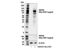 Cell Signaling Technology&nbsp;NRROS E7Q2J Rabbit mAb 100 u