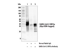 Cell Signaling Technology&nbsp;SARS-CoV-2 ORF3a Antibody 100