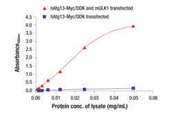 Cell Signaling Technology&nbsp;Phospho-Atg13 Ser355 Matched