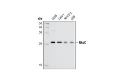 Cell Signaling Technology&nbsp;RhoC D40E4 Rabbit mAb 20 ul