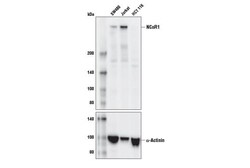 Cell Signaling Technology&nbsp;NCoR1 E4S4N Rabbit mAb 100 u