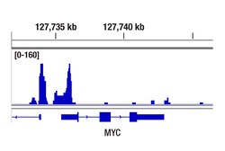 Cell Signaling Technology&nbsp;CTCF D31H2 XP lt/ sup gt R