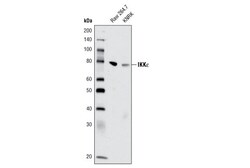 Cell Signaling Technology&nbsp;IKK-epsilon D61F9 XPR Rabb