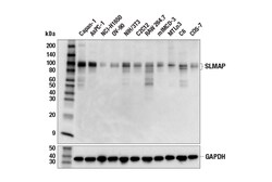 Cell Signaling Technology&nbsp;SLMAP Antibody 100 ul