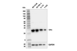Cell Signaling Technology&nbsp;TPI1 F6U6Y Rabbit mAb 100 ul