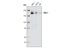 Cell Signaling Technology&nbsp;IRS-1 D23G12 Rabbit mAb 20 u