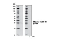 Cell Signaling Technology&nbsp;Phospho-DARPP-32 Ser97 D11A
