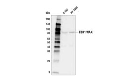 Cell Signaling Technology&nbsp;TBK1/NAK D1B4 Rabbit mAb Bi