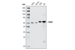 Cell Signaling Technology&nbsp;Cdc6 C42F7 Rabbit mAb 20 ul