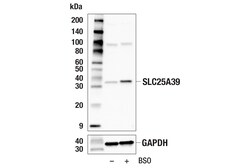 Cell Signaling Technology&nbsp;SLC25A39 F2F6O Rabbit mAb 10