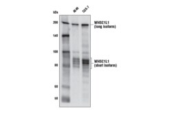 Cell Signaling Technology WHSC1L1 D4N9N Rabbit mAb BS