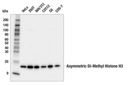 Cell Signaling Technology&nbsp;Asymmetric Di-Methyl Histone H