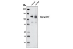 Cell Signaling Technology&nbsp;Neuropilin-2 D39A5 XPR Rab