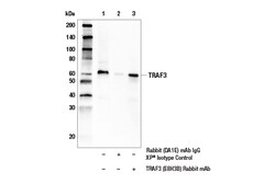 Cell Signaling Technology&nbsp;TRAF3 E8H3B Rabbit mAb 100 u