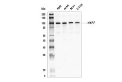 Cell Signaling Technology&nbsp;NKRF Antibody 100 ul