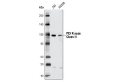 Cell Signaling Technology&nbsp;PI3 Kinase Class III D4E2 Ra