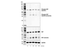 Cell Signaling Technology Phospho-RIP Ser321 E9K2A R