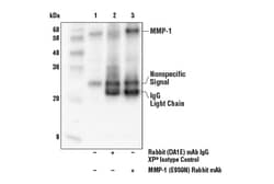 Cell Signaling Technology&nbsp;ECM Profiling Antibody Sampler