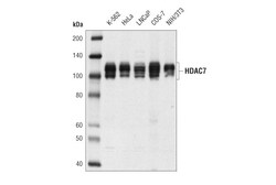 Cell Signaling Technology&nbsp;HDAC7 D4E1L Rabbit mAb 100 u