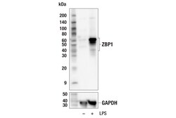 Cell Signaling Technology&nbsp;ZBP1 E6H8F Rabbit mAb 100 ul
