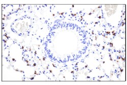 Cell Signaling Technology&nbsp;LAMP3/CD208 E8T2T Rabbit mAb