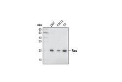 Cell Signaling Technology&nbsp;Ras 27H5 Rabbit mAb 20 ul
