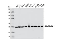 Cell Signaling Technology&nbsp;S5a/PSMD4 D17E4 Rabbit mAb 1