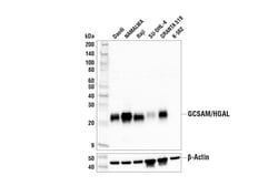 Cell Signaling Technology&nbsp;GCSAM/HGAL E7V1W Rabbit mAb