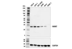 Cell Signaling Technology&nbsp;NNMT E6N2Z XPR Rabbit mAb