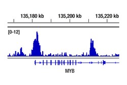 Cell Signaling Technology&nbsp;SMARCE1/BAF57 E6H5J Rabbit m