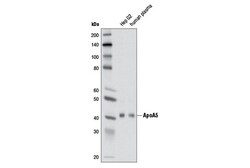Cell Signaling Technology&nbsp;ApoA5 2G1H11 Mouse mAb 100 u