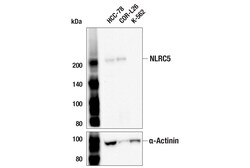 Cell Signaling Technology&nbsp;NLRC5 D9Z5X Rabbit mAb 100 u