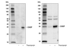 Cell Signaling Technology CHOP Control Cell Extracts 100