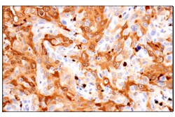 Cell Signaling Technology&nbsp;S100A8 F4R2W Rabbit mAb 100
