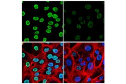 Cell Signaling Technology&nbsp;SAM68 E6Y2F Rabbit mAb 100 u
