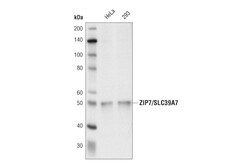 Cell Signaling Technology&nbsp;ZIP7/SLC39A7 D1O3A Rabbit mA