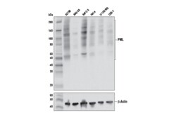 Cell Signaling Technology&nbsp;PML E5R8T Rabbit mAb 100 ul