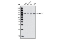 Cell Signaling Technology&nbsp;GCN5L2 C26A10 Rabbit mAb 20