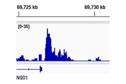 Cell Signaling Technology&nbsp;BACH1 E4E7B Rabbit mAb 100 u