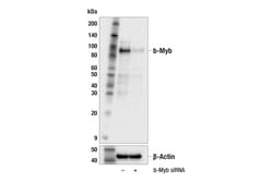 Cell Signaling Technology&nbsp;b-Myb F9W2M Rabbit mAb 100 u