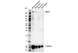 Cell Signaling Technology&nbsp;ABCA7 E7O5A Rabbit mAb 100 u