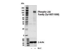 Cell Signaling Technology&nbsp;Phospho-Jak Family Tyr1007/10
