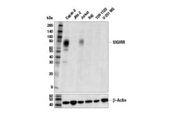 Cell Signaling Technology&nbsp;SIGIRR E5M2V Rabbit mAb 100