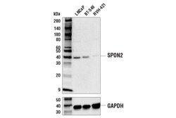Cell Signaling Technology&nbsp;SPON2 Antibody 100 ul